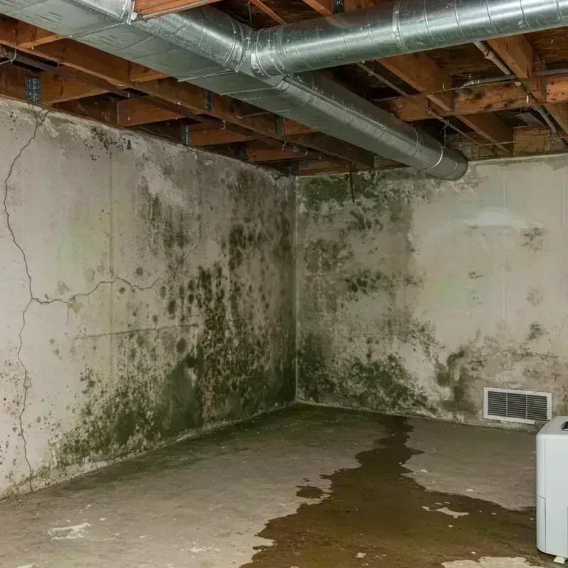 Professional Mold Removal in Philippi, WV